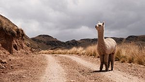 L'alpaga au Pérou