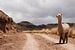 Alpaca in Peru van Ellen van Drunen