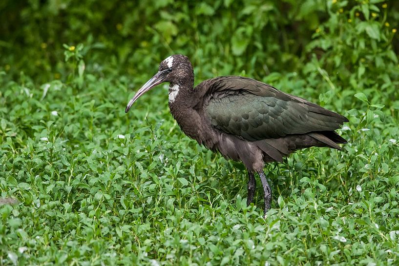 Strohalsibis : Tierpark Blijdorp von Loek Lobel