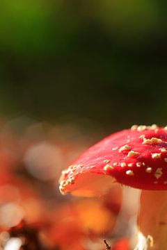 Sprookjesachtige paddenstoel van Thomas Jäger