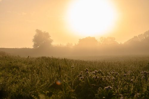 golden morning