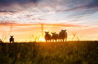 Schafe auf der Wiese bei Sonnenuntergang von Lindy Schenk-Smit Miniaturansicht