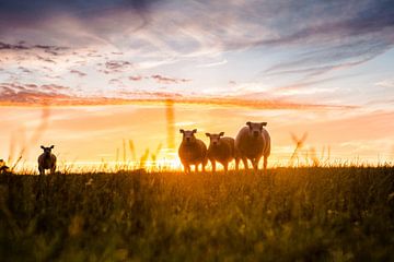 Moutons dans la prairie au coucher du soleil sur Lindy Schenk-Smit