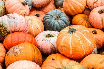 Photo of pile of pumpkins