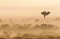 Mistige vroege ochtend in de Afrikaanse savanne van Caroline Piek thumbnail