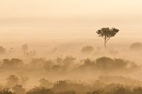Early misty morning at the African savanna