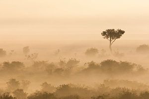 Mistige vroege ochtend in de Afrikaanse savanne van Caroline Piek