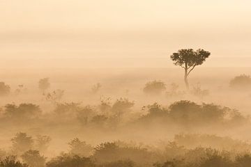Mistige vroege ochtend in de Afrikaanse savanne van Caroline Piek