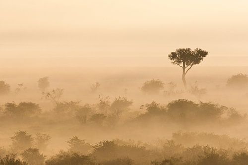 Nebeliger Morgen in der afrikanischen Savanne von Caroline Piek