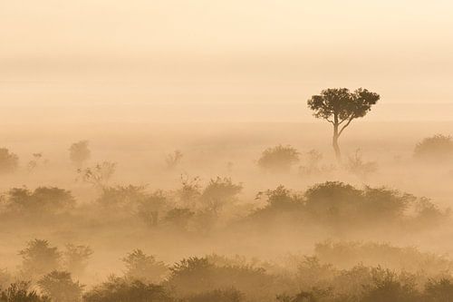 Mistige vroege ochtend in de Afrikaanse savanne