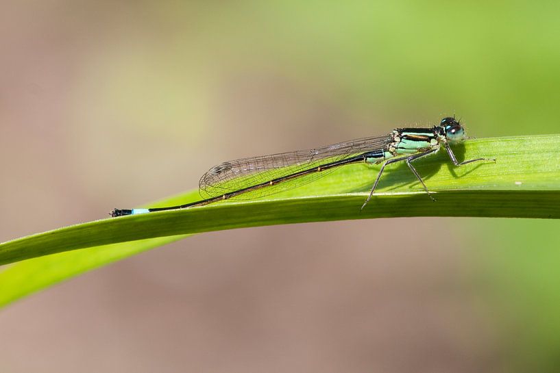 Blue-tailed Damselfly (Ischnura elegans) by Tamara Witjes