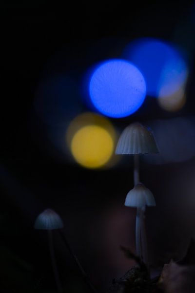 bleu par peterheinspictures