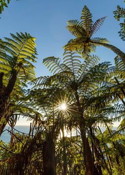 Palmiers fougères (Mount Maunganui, NZ Nouvelle-Zélande) sur Pascal Sigrist - Landscape Photography
