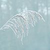 Icy Grass (Gras met IJs in Petrol) van Caroline Lichthart