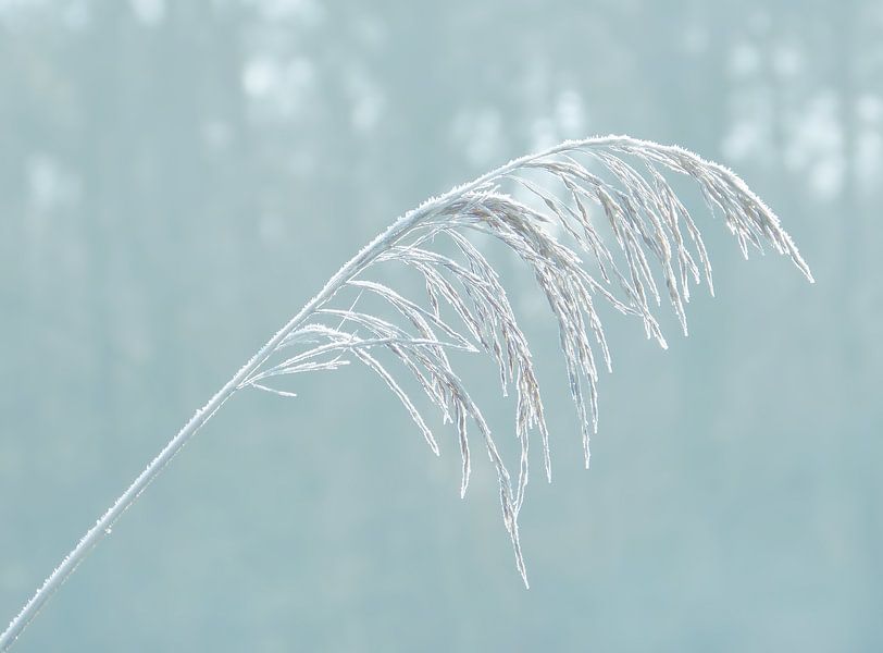 Icy Grass with Ice in Petrol by Caroline Lichthart