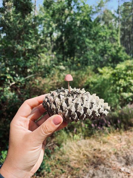 Gnome house on a pine cone by Jaime Teiwes