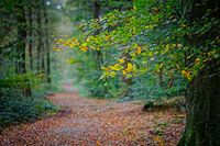 Couleurs d'automne de l'Eau Noire