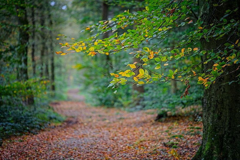 Autumn colours of the Black Water by Jos Saris