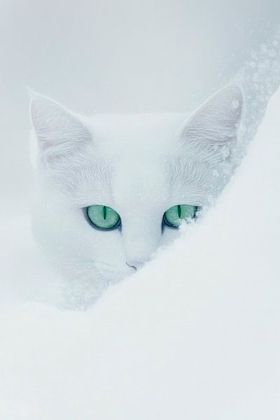 Weiße Katze von Poster Art Shop