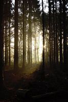 Morgensonne bricht im Wald durch