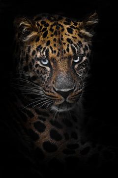 Léopard (léopard d'Extrême-Orient) en gros plan, regard attentif d'un grand félin prédateur. Fond no sur Michael Semenov