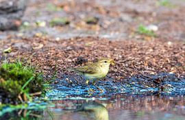 Hübscher kleiner Vogel im Wald
