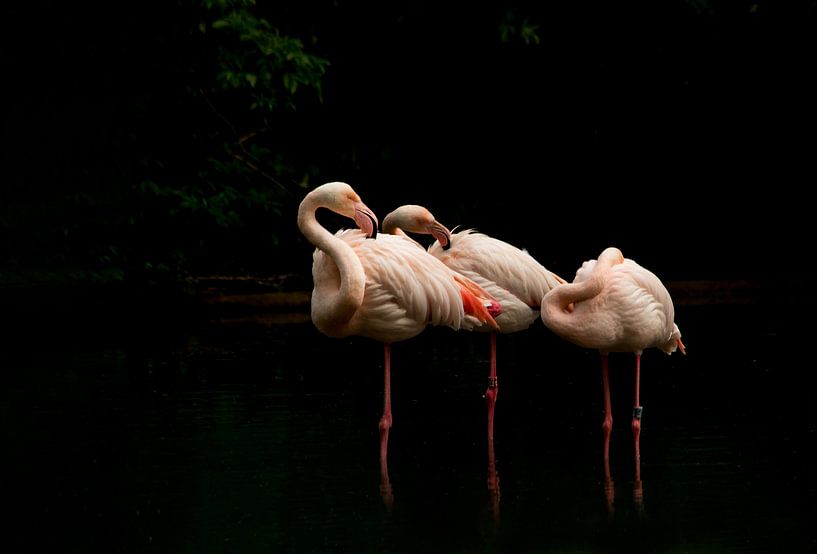 Flamingos by hanny bosveld