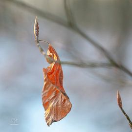 Oud en nieuw by Dion de Bakker