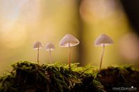 Vier paddenstoelen