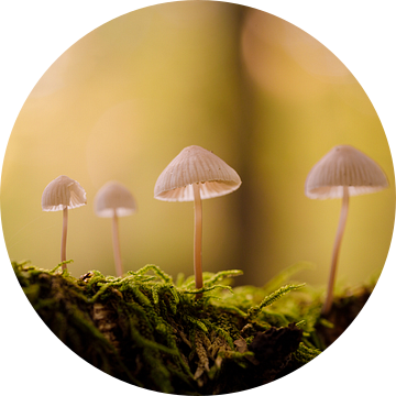 Vier paddenstoelen van PrimeMinisterPhotography