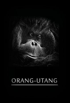 Orang-Utang