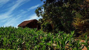 Viñales is een gemeente in de Cubaanse provincie Pinar del Río. van René Holtslag