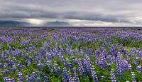 Veld van lupine bloemen op IJsland van Daan Kloeg thumbnail