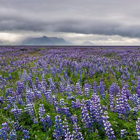 Veld van lupine bloemen op IJsland van Daan Kloeg