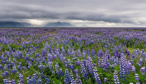 Veld van lupine bloemen op IJsland