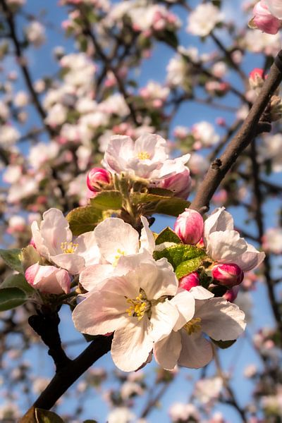 Macro bloesems en knoppen van de appelboom van Dieter Walther