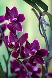 Dunkle Orchidee