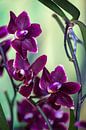 Dunkle Orchidee von Steffen Gierok Miniaturansicht