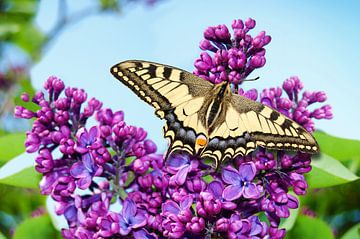 Koninginnepage op vlinderstruik van Ivonne Fuhren- van de Kerkhof