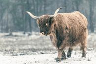 Portret van een Schotse Hoogland koe in de sneeuw van Sjoerd van der Wal Fotografie thumbnail