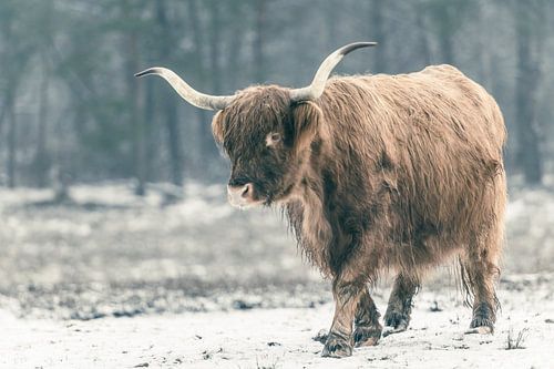 Portret van een Schotse Hoogland koe in de sneeuw
