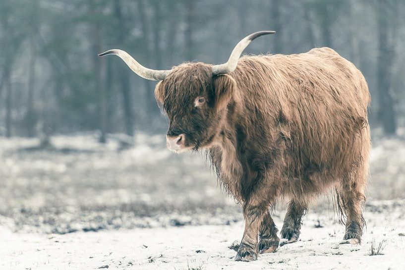 Portret van een Schotse Hoogland koe in de sneeuw van Sjoerd van der Wal Fotografie