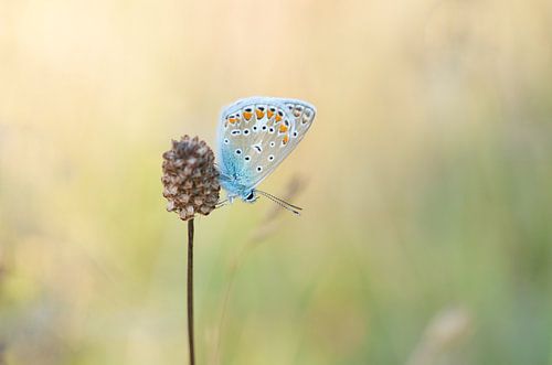 Papillon dans la lumière chaude du soir ( bleu Icare )