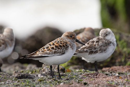 Three-toed sandpiper