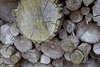 wood sawn and stacked
