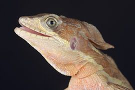 Common Basilisk (Basiliscus basiliscus) by Ronald Pol