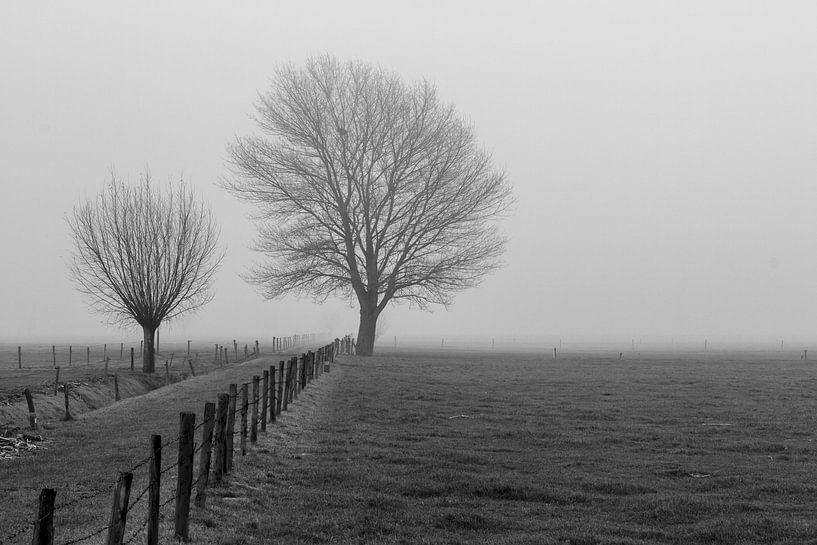 Bomen in de polder van René Groenendijk