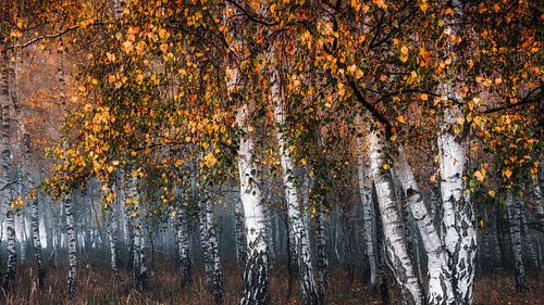 autumn birch forest III