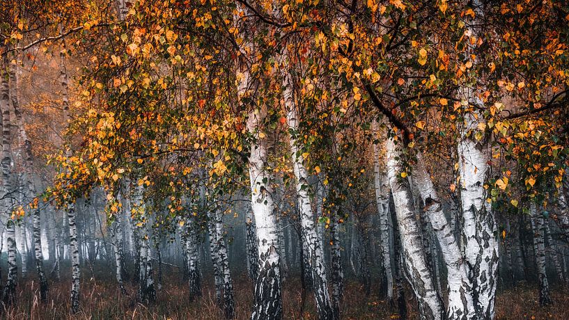 forêt de bouleaux automnale III par Daniela Beyer