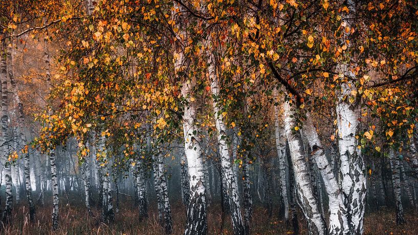 herbstlicher Birkenwald III von Daniela Beyer